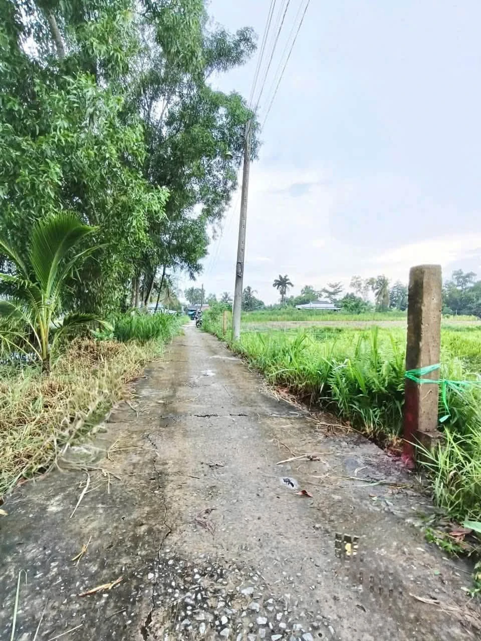 Bán 2 công đất vườn 2 mặt tiền Lợi Bình Nhơn, Tân An 2000m² - Ảnh 1