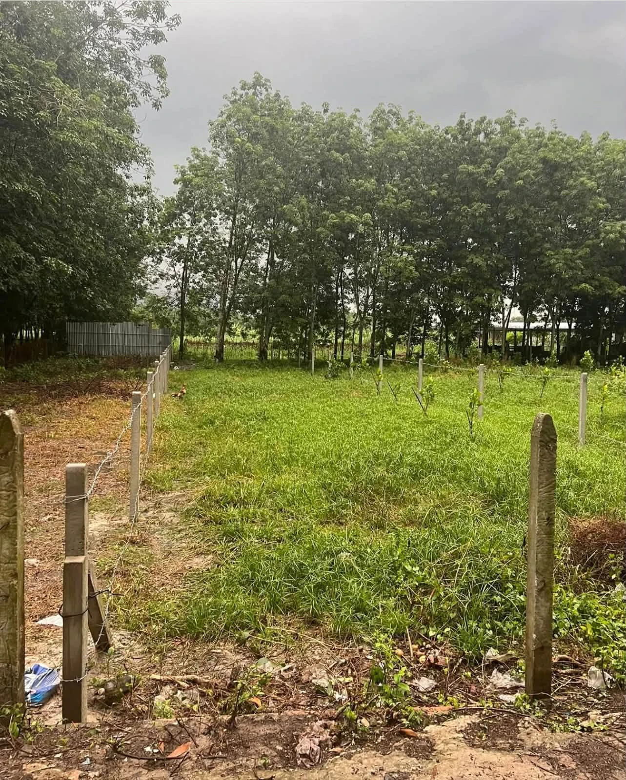 Bán đất 383,8m2 ngang 8m, 100m thổ cư tại Phường Gia Lộc, Trảng Bàng, Tây Ninh - Ảnh 1