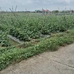 Bán đất lúa 25x40m cho chuyển thổ cư, view kênh tại Hiệp Thạnh, Châu Thành, Long An - Ảnh thu nhỏ 3