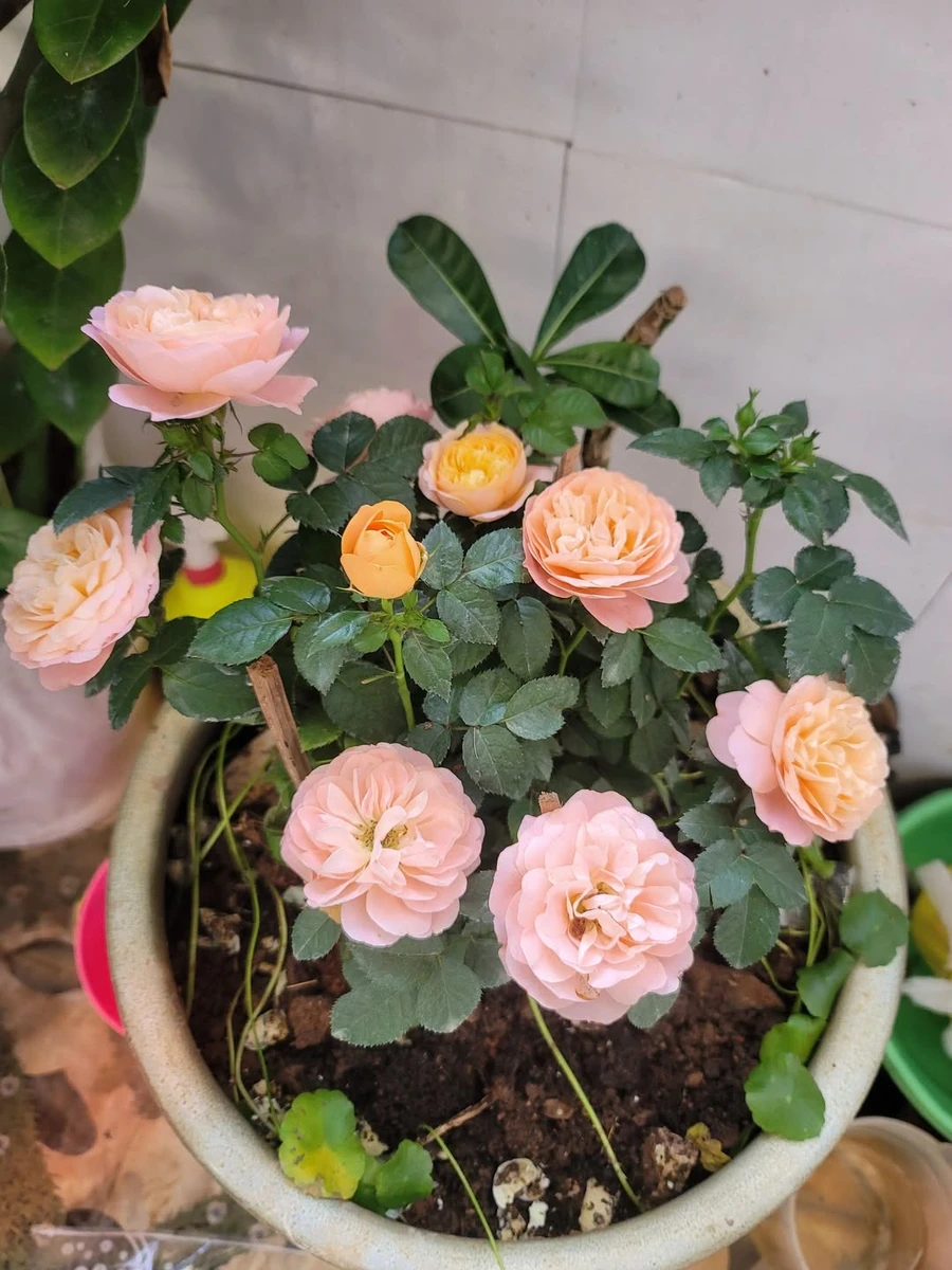Bán đất 500m² Phường Khánh Xuân 380 triệu - Ảnh 1