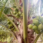 Bán khu nghỉ dưỡng 1.100m² Long Hoa, Tây Ninh 695 triệu - Ảnh thu nhỏ 5