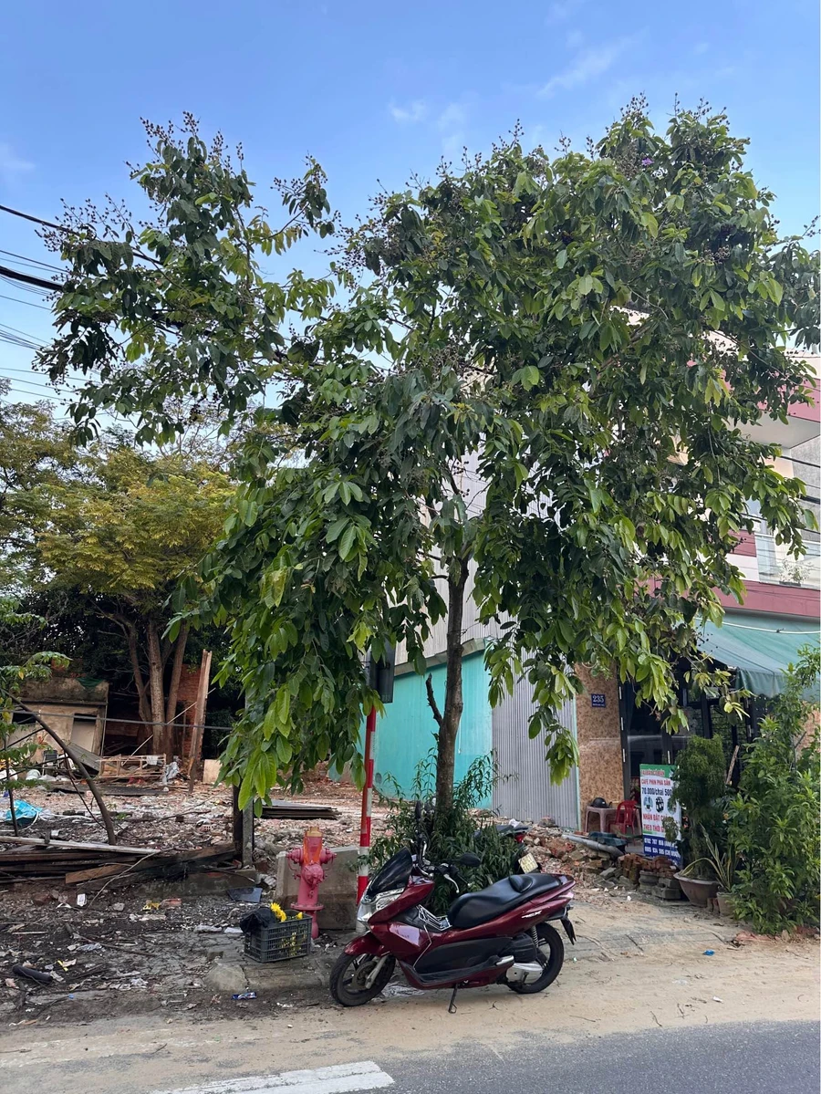 Bán cặp đất mặt tiền Nguyễn Đình Chiểu 195m2 KĐT Nam Việt Á giá 15,5 tỷ - Ảnh thu nhỏ 2