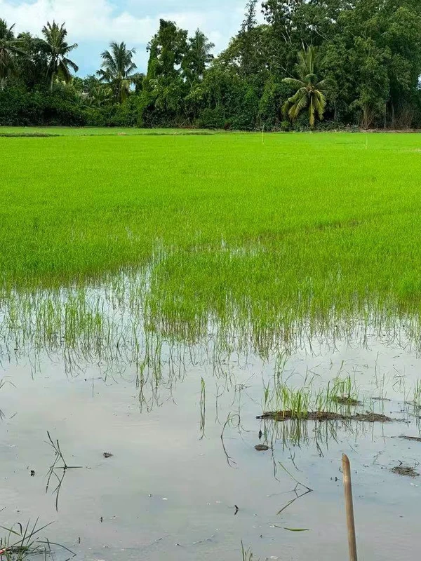 Bán nền 10x68m mặt tiền Lộ Đan, Phước Long, Cà Mau