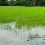 Bán nền 10x68m mặt tiền Lộ Đan, Phước Long, Cà Mau - Ảnh thu nhỏ 1