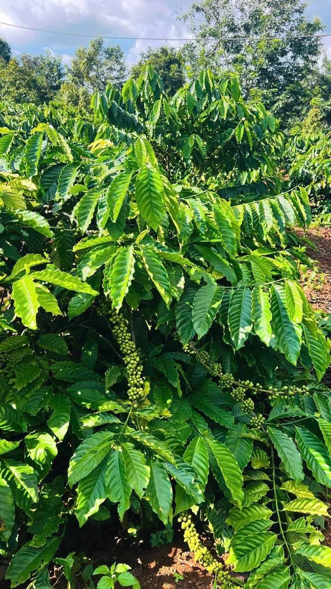 Bán đất Hóc Môn 4,2 sào (P. Tân Lập) - Ảnh 1
