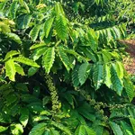 Bán đất Hóc Môn 4,2 sào (P. Tân Lập) - Ảnh thu nhỏ 1