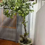 Bán nhà 4 tầng 4PN mặt ngõ 50m gần Tam Bạc, Quận 1 - Ảnh thu nhỏ 3