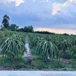 Bán đất nền 1000m2 Thuận Mỹ, Long An - Ảnh thu nhỏ 4