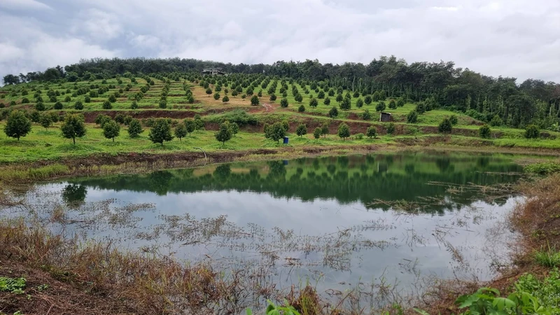 Bán đất sầu riêng 3,9ha Nghĩa Trung Đồng Nai 13,5 tỷ