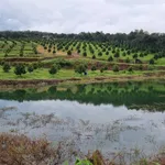 Bán đất sầu riêng 3,9ha Nghĩa Trung Đồng Nai 13,5 tỷ - Ảnh thu nhỏ 1