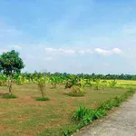 Bán đất nền 1000m² view cánh đồng tại Cư M'gar 699 triệu - Ảnh thu nhỏ 3