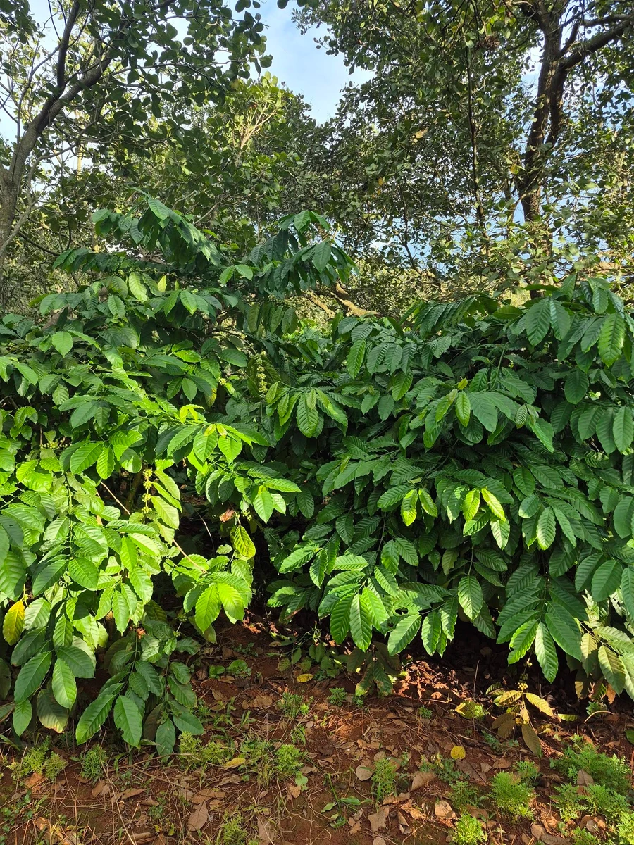Bán 1,1ha đất đỏ cà phê, điều già, có suối tại Đức Phong - Ảnh thu nhỏ 4