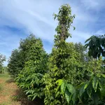 Bán lô đất rẫy đất đỏ 1,5 ha trồng cà phê, sầu riêng tại xã Ea Ral, Đắk Lắk - Ảnh thu nhỏ 3