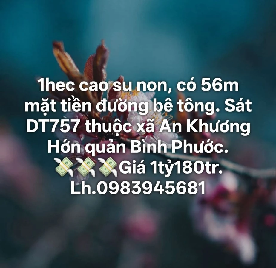 Bán đất cao su 1 hectare mặt tiền 56m Bình Phước - Ảnh 1