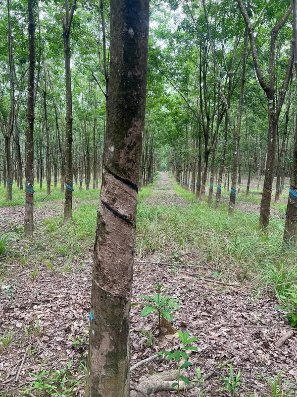 Bán 4,5 ha cao su Phú Hòa Phú Riềng 9 tỷ