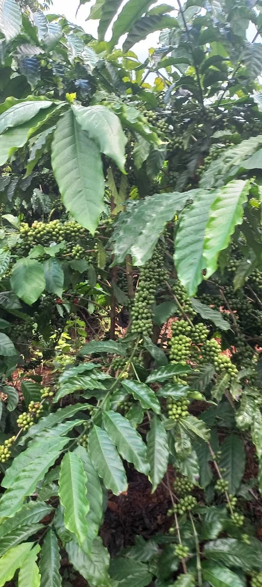 Bán đất 1ha cafe Tuy Đức Lâm Đồng 700 triệu - Ảnh thu nhỏ 3