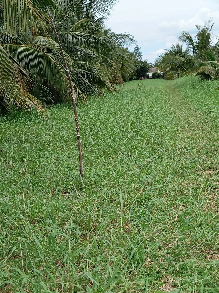 Bán vườn dừa 2400m² Thạnh Phú 230tr/1000m² - Ảnh thu nhỏ 3