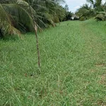 Bán vườn dừa 2400m² Thạnh Phú 230tr/1000m² - Ảnh thu nhỏ 3