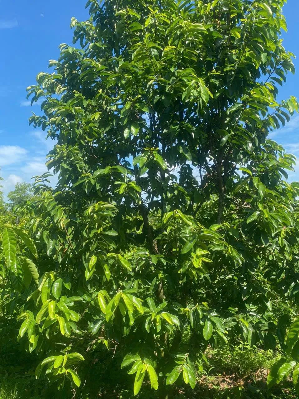 Bán rẫy 2.4 hecta tại Buôn Đôn, Đắk Nông, 190 triệu/sào - Ảnh 1