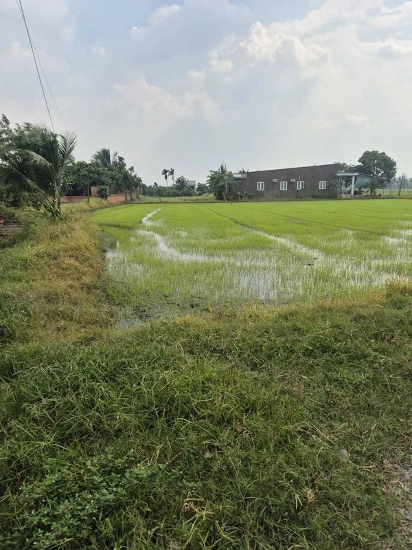 Bán đất Đức Lập, Đức Hòa, Long An 1164m2