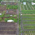 Bán đất vườn 500m² Tân Thành, Thủ Thừa, Long An - Ảnh thu nhỏ 1
