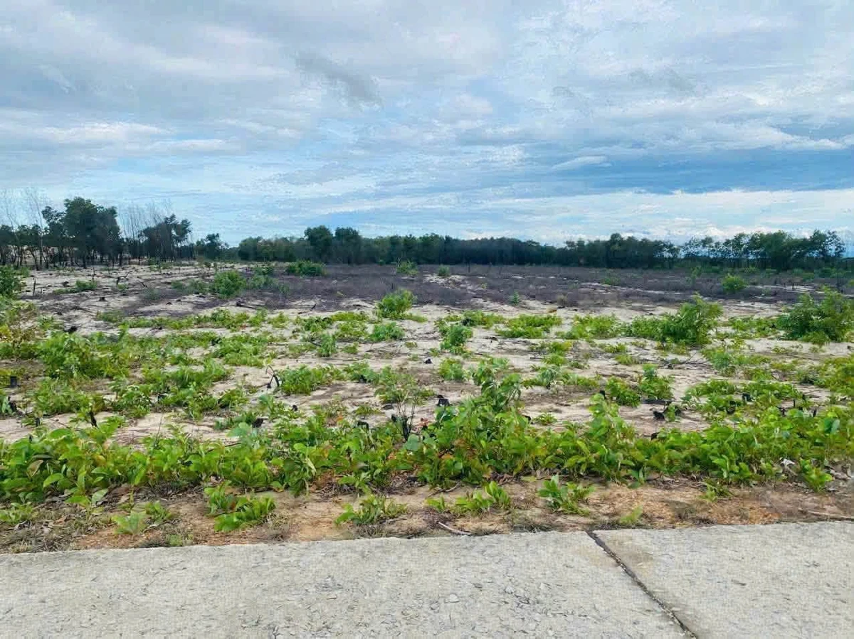 Bán 5,6ha đất rừng mặt tiền đường bê tông gần biển, giá 330 triệu/ha, Huế - Ảnh thu nhỏ 2