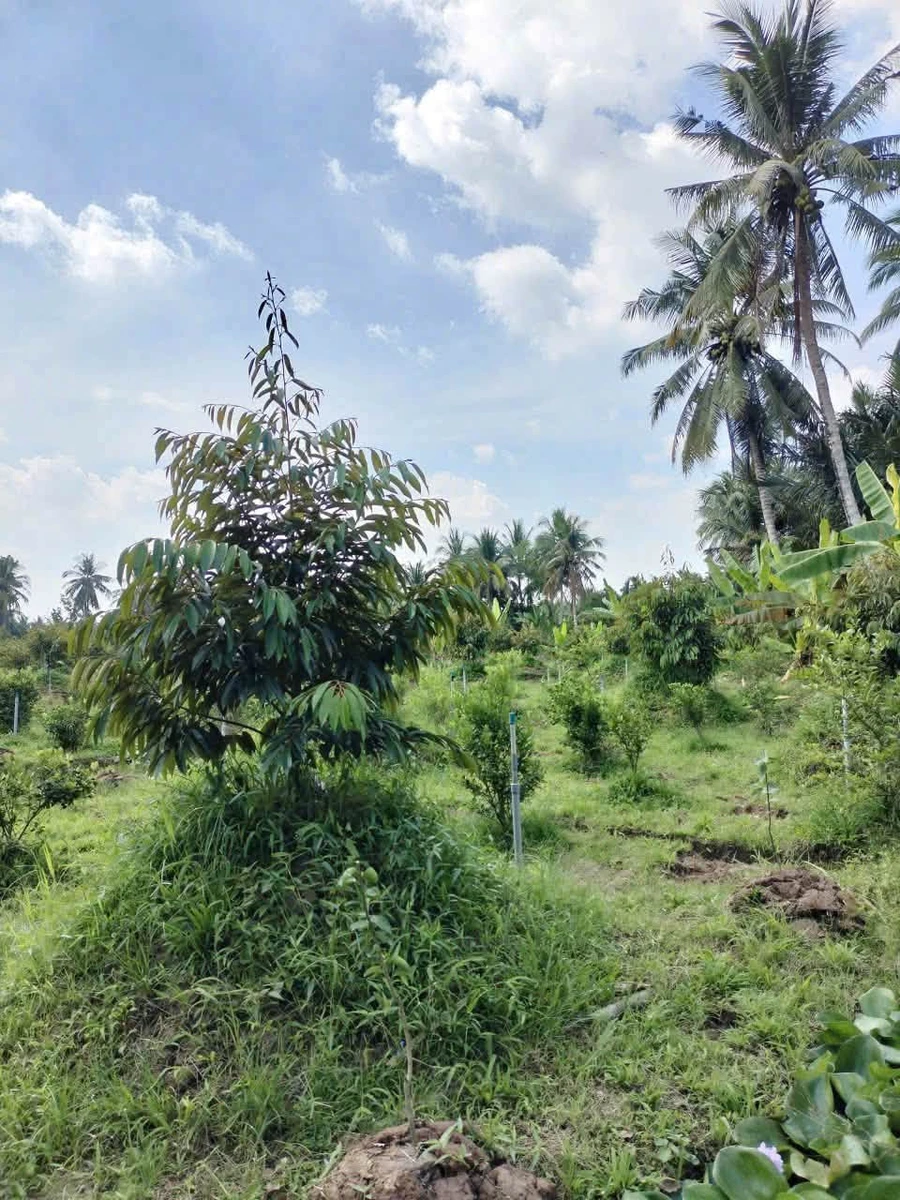 Bán đất vườn 300m² có cây ăn quả xã Tiên Long, Bình Chánh - Ảnh thu nhỏ 3
