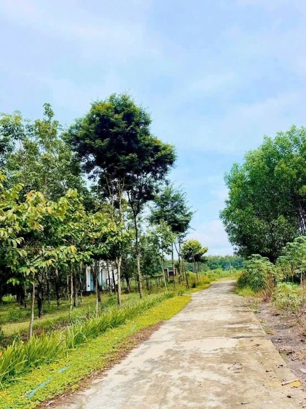 Bán đất Chơn Thành 1000m² giá 590 triệu