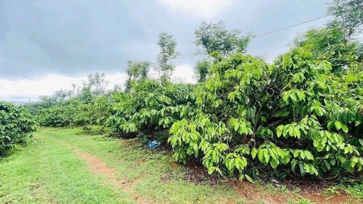 Bán đất 2 mặt tiền Hàm Rồng 2.750m², 1,6 tỷ - Ảnh thu nhỏ 2