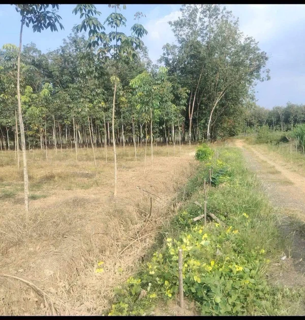 Bán 1 hectare cao su non, Bình Dương, 1,6 tỷ