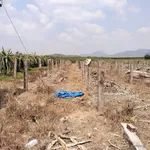 Bán vườn thanh long 24.815m² (2,8ha) Hàm Tân, Bình Thuận - Ảnh thu nhỏ 4