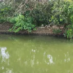 Bán vườn bưởi 1 mẫu view sông Tân Triều 29 tỷ - Ảnh thu nhỏ 1