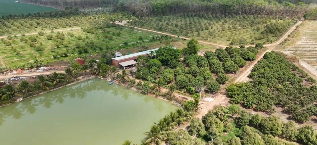 Bán đất vườn sầu riêng 27 ha mặt tiền ĐT 793 Tây Ninh - Ảnh thu nhỏ 2