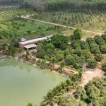 Bán đất vườn sầu riêng 27 ha mặt tiền ĐT 793 Tây Ninh - Ảnh thu nhỏ 2