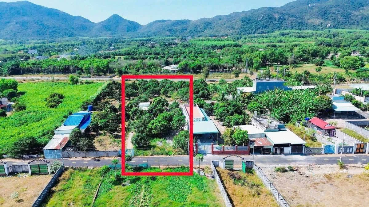 Bán vườn xoài Phước Hải, BRVT, 2000 m², 7,2 tỷ - Ảnh thu nhỏ 4