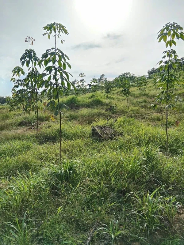 Bán đất cao su ~1.8 ha Phước Tân, Bình Phước