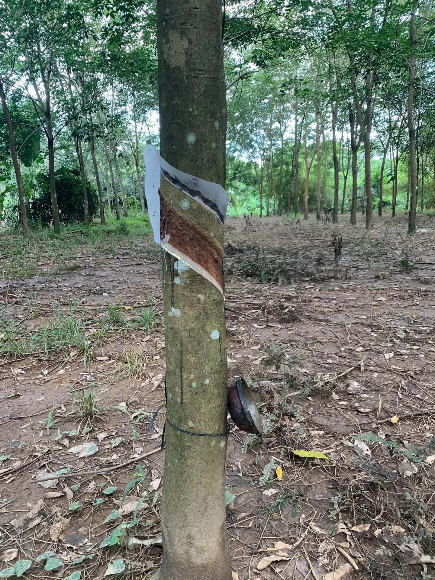 Bán 2,4ha đất cao su có nhà cấp 4, Đồng Tiến, Bình Phước, giá 3,5 tỷ - Ảnh 1