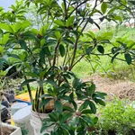 Bán nền đất 512m2 gần chợ phường Bình Lộc 850 triệu - Ảnh thu nhỏ 2