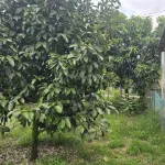 Bán 9932m2 đất giáp Suối Lớn - có sẵn thổ cư - mặt tiền nhựa lớn liên xã - Ảnh thu nhỏ 24