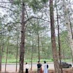 Siêu phẩm đẹp trên đồi đẹp, view rừng thông, xung quanh toàn khách sạn - Ảnh thu nhỏ 8