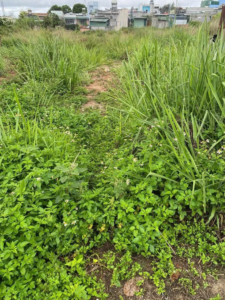 Bán lô đất 135 m² gần trường Nguyễn Bá Ngọc, 1 tỷ 3 - Ảnh thu nhỏ 2