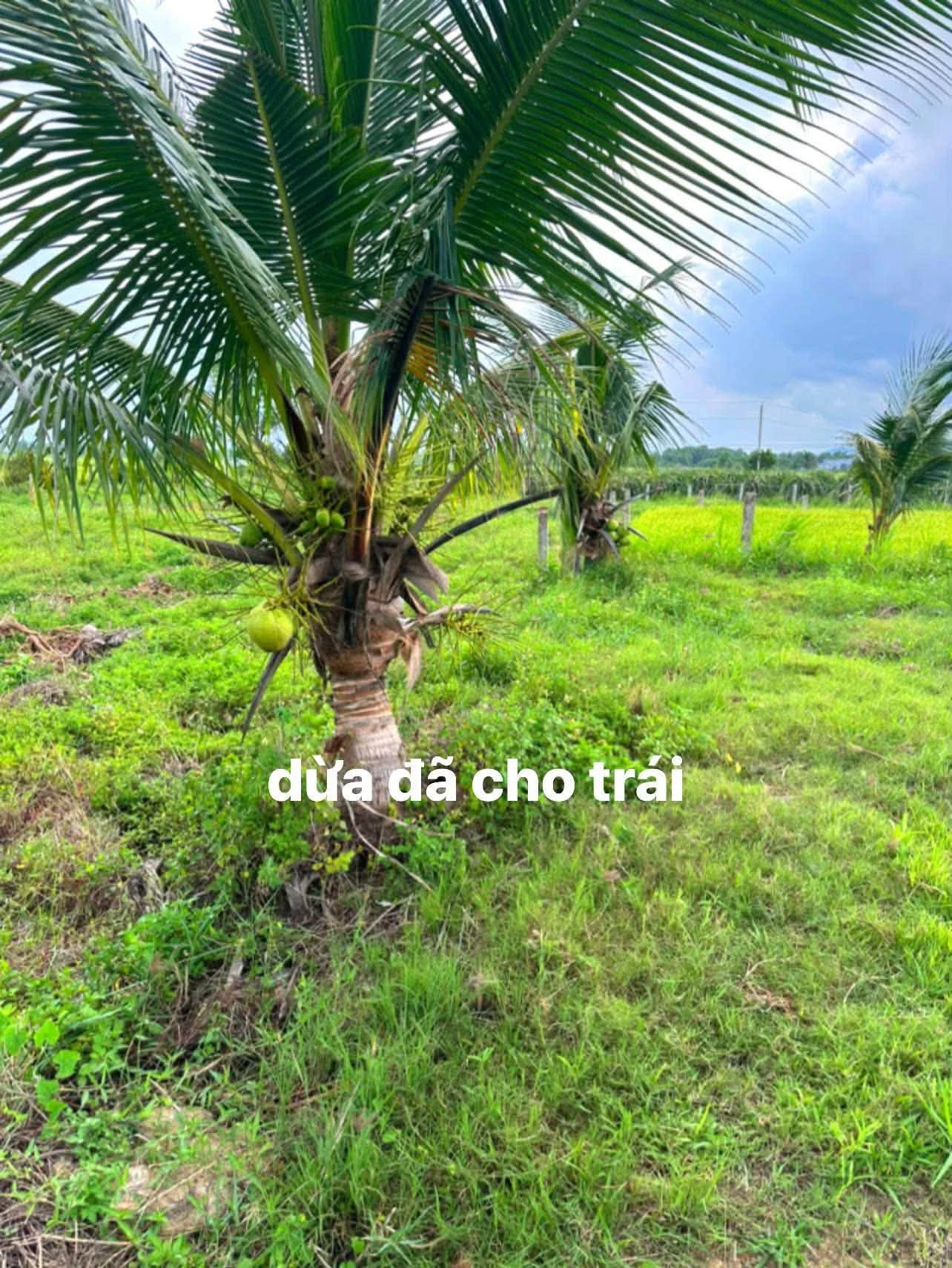 Bán đất 2600m² 2 mặt tiền Hàm Liêm, Lâm Đồng - Ảnh 1