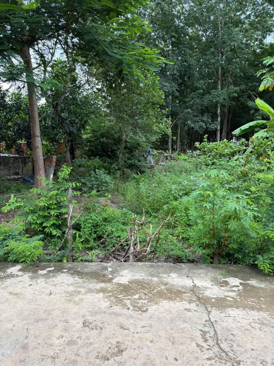 Bán đất nền đầu tư 1.392m2 đường số 30 Nha Bích, Nhà Bè - Ảnh thu nhỏ 5