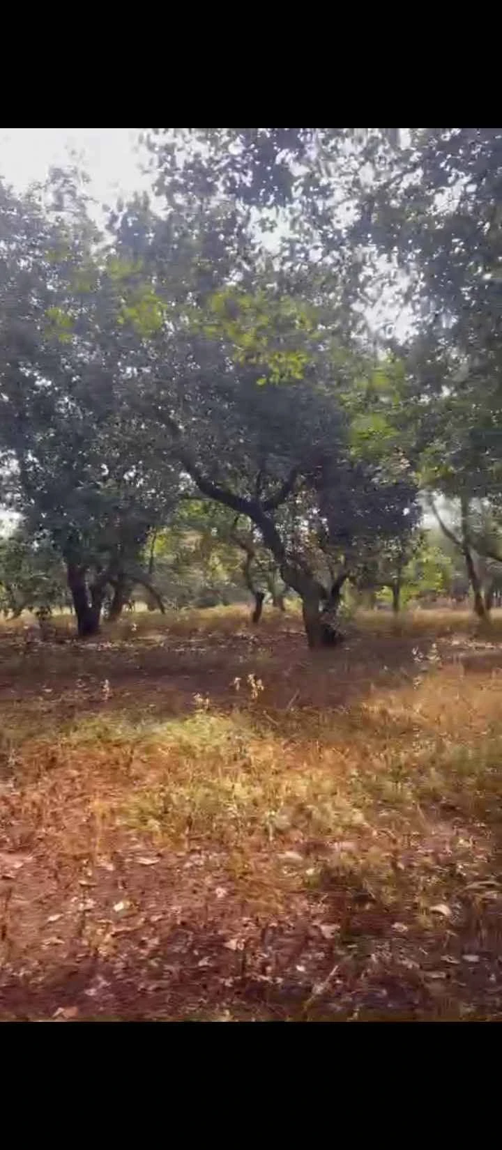 Bán đất đỏ Tân Hưng 2 hectare, giá 3 tỷ - Ảnh 1