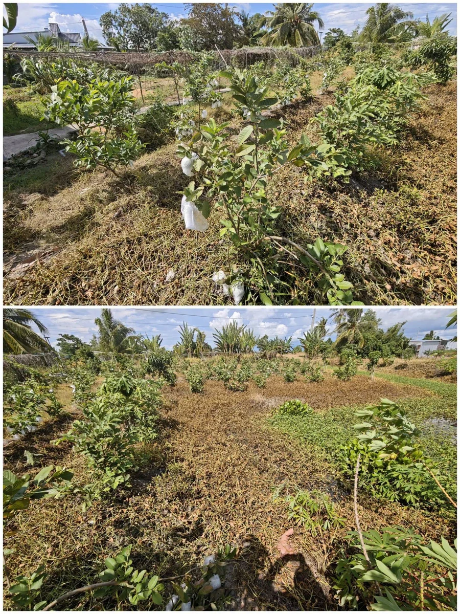 Bán nhà vườn 3.400 m² tại Châu Thành, Cần Thơ 2,6 tỷ - Ảnh thu nhỏ 4