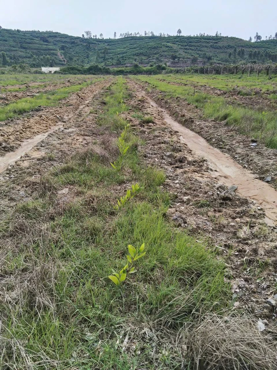 Bán đất gần 1ha Tân Lập, Hàm Thuận Nam 1 tỷ 50 - Ảnh thu nhỏ 3
