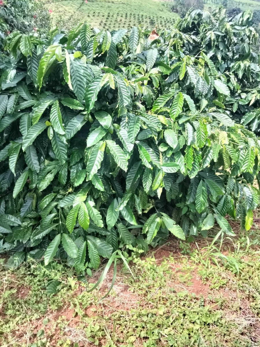 Bán đất 1.2 ha, 950 triệu ở Tuy Đức, Đắk Nông - Ảnh thu nhỏ 2