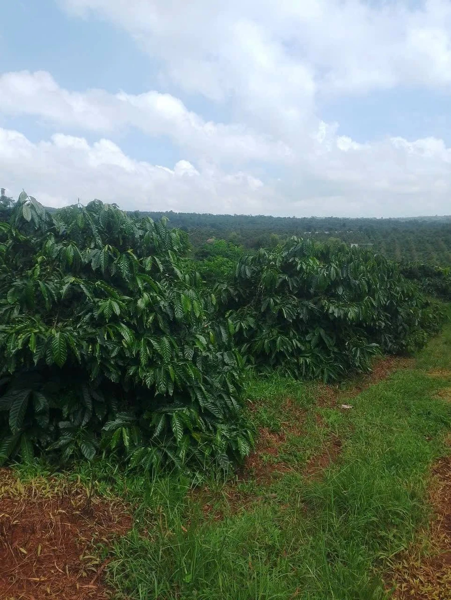 Bán đất vườn 1,6ha cà phê xen tiêu tại phường Cư Bao, Buôn Hồ, Đắk Lắk - Ảnh thu nhỏ 2