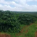 Bán đất vườn 1,6ha cà phê xen tiêu tại phường Cư Bao, Buôn Hồ, Đắk Lắk - Ảnh thu nhỏ 2