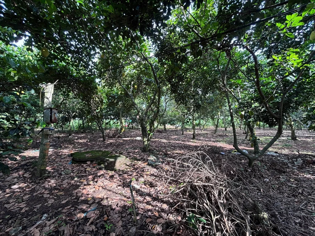 Bán đất trồng chôm chôm 500m² Long Khánh, Đồng Nai - Ảnh thu nhỏ 2